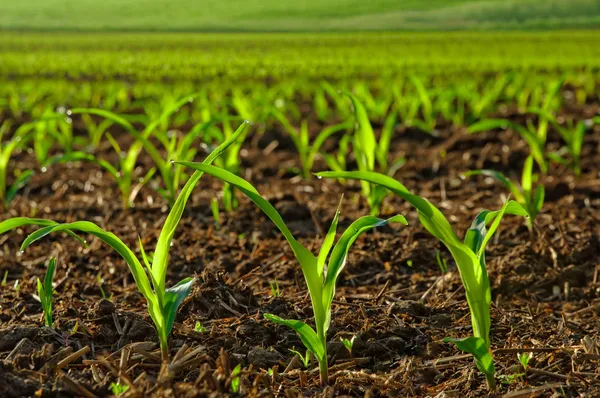 Serene Garden Joska - Strategic plots near Nairobi